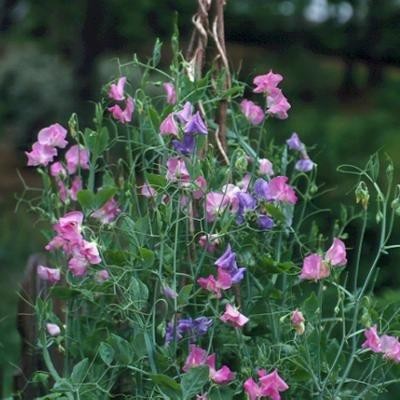 Beautiful Sweet Peas